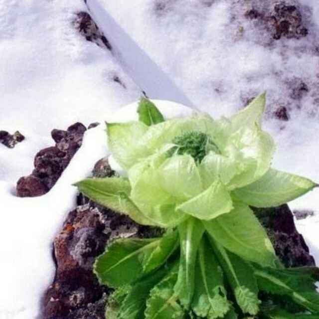 天山雪莲200125739头像