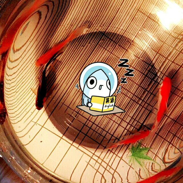骑着乌龟闯红灯33头像