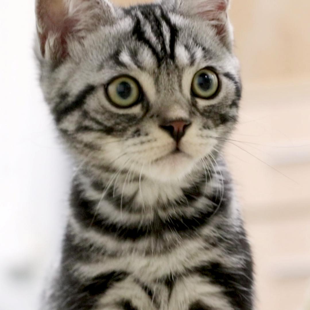 给猫戴头套不方便喝水怎么办 西瓜视频