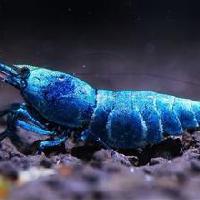 水族小宠物水晶虾头像