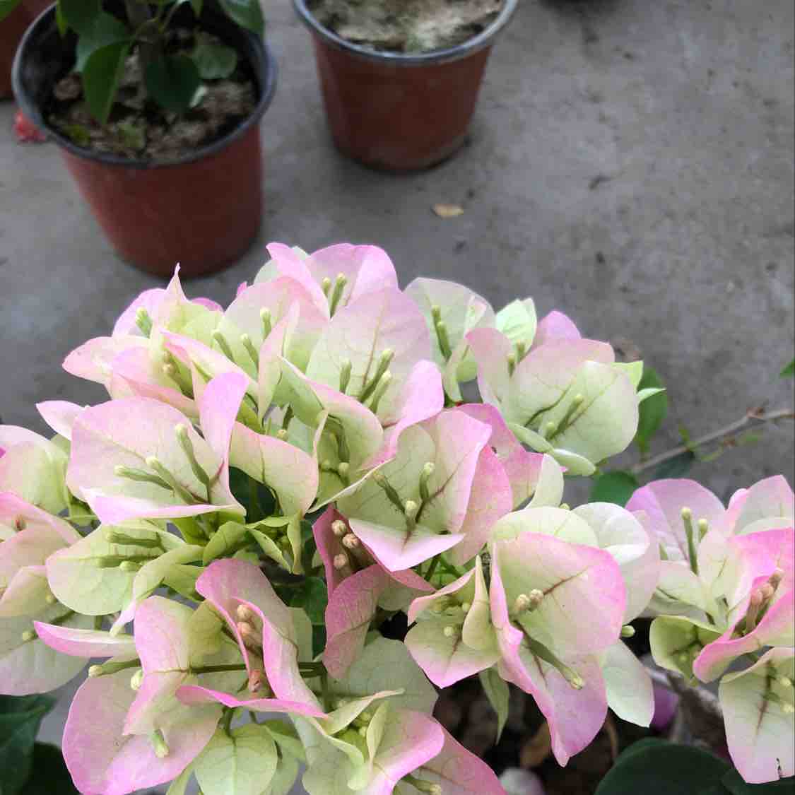 花卉搬运工头像