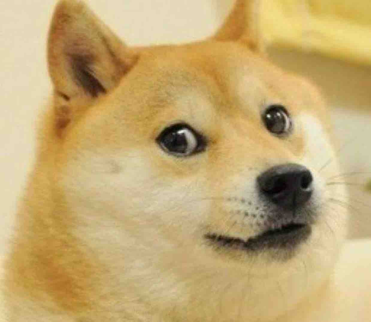 影视大狼狗头像