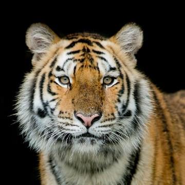 天马行空84223头像