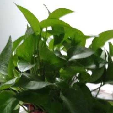 听雨时节头像