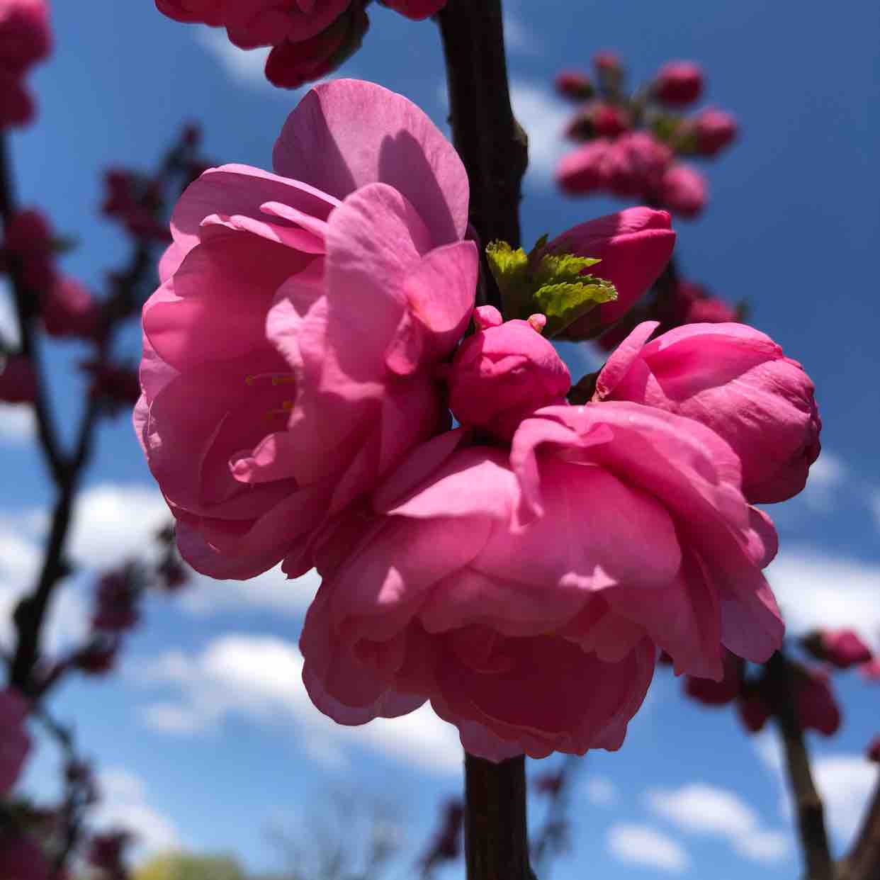 远处的蔷薇头像