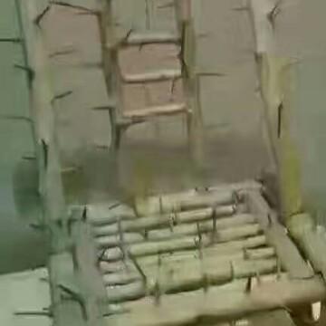 寂杯9头像