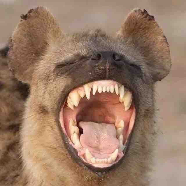 非洲二哥222头像