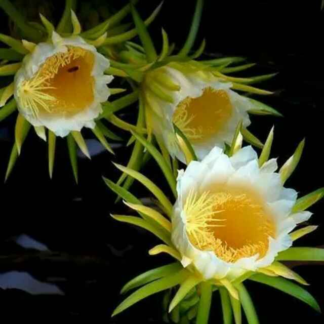 昙花一现151798273头像