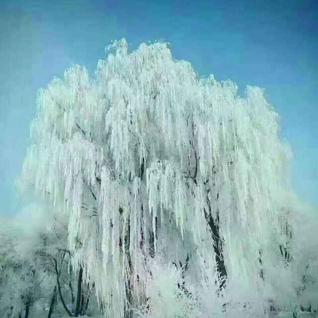 踏雪冰川倩影无痕头像