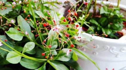 栌兰的根有毒吗 西瓜视频