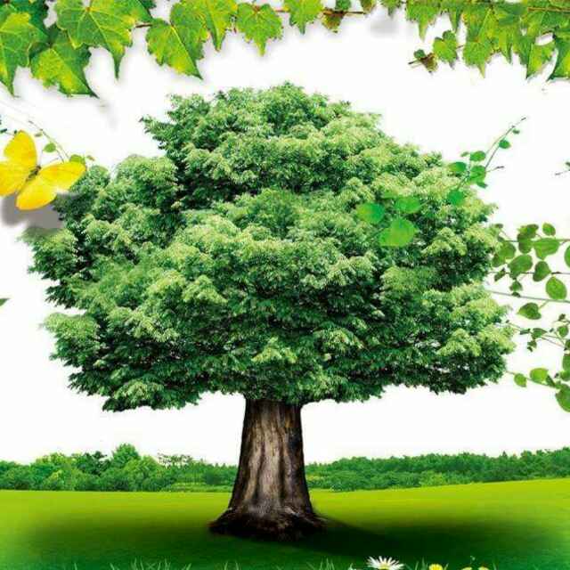 蓝天沃土成爱民头像