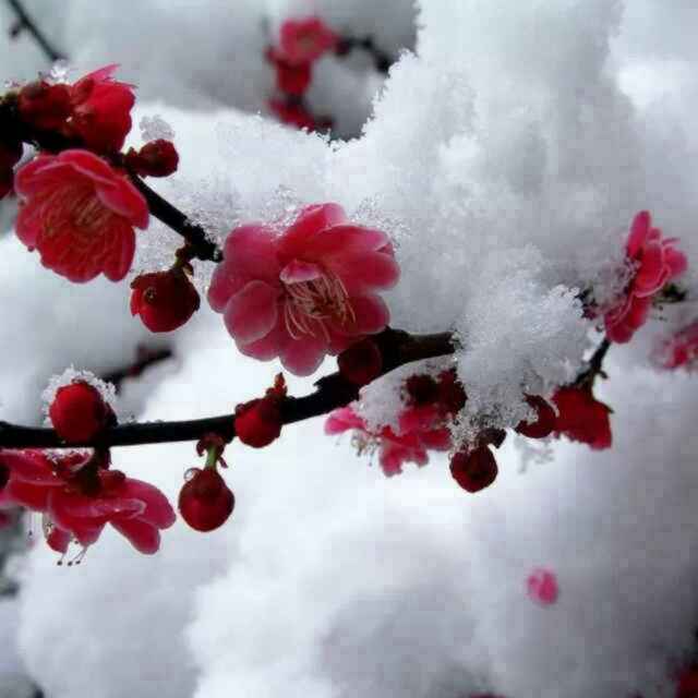 最漂亮的雪中梅花头像图片