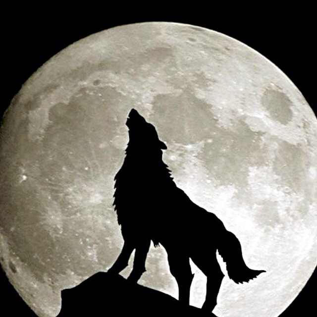 老狼184823096头像