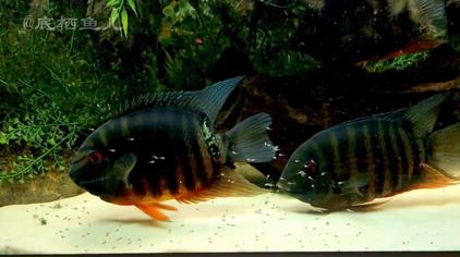 观赏鱼中型鱼有哪些 西瓜视频