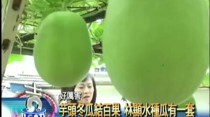 冬瓜一株可以结几个果 西瓜视频