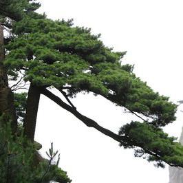 广权情感头像