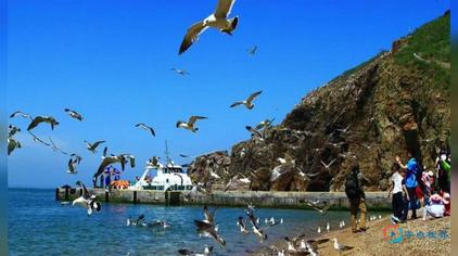 海猫子是什么 西瓜视频