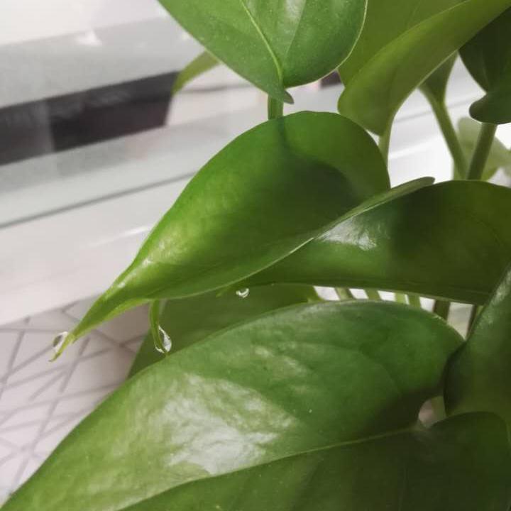 想着美好生活头像