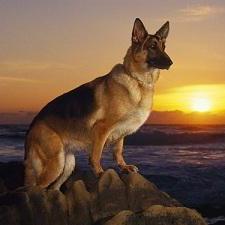 星辉犬舍头像