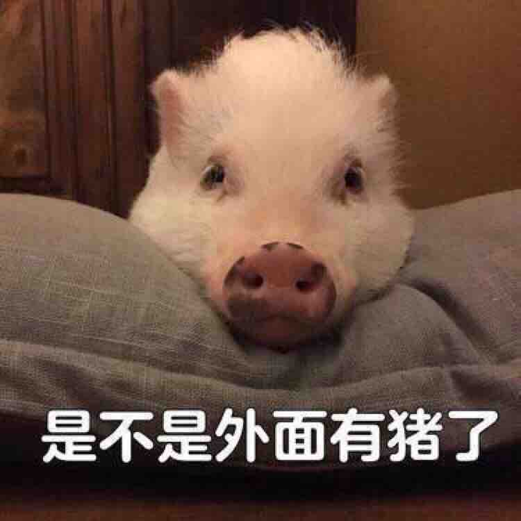 娱乐小猪精头像