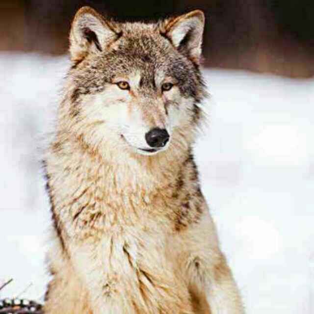 北方狼218519135头像