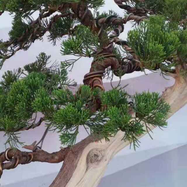 明月相伴8头像