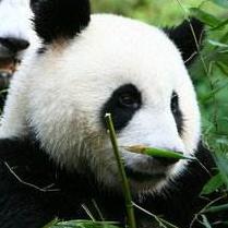 小熊猫瞎娱乐头像