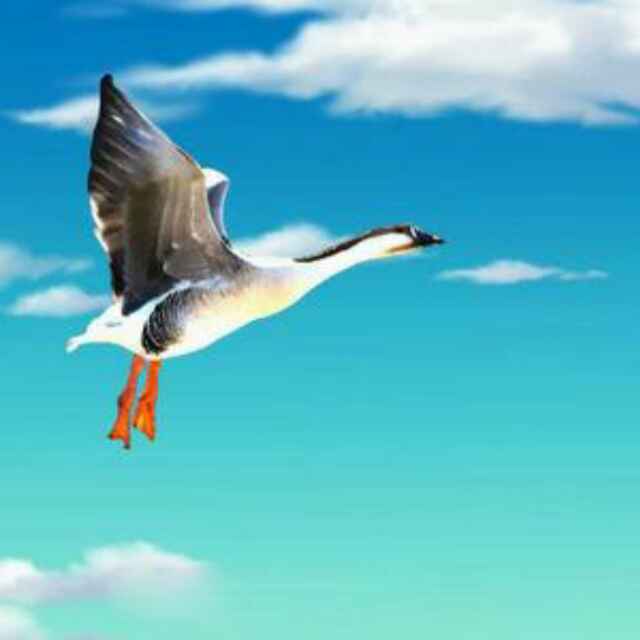 鸿雁231913430头像