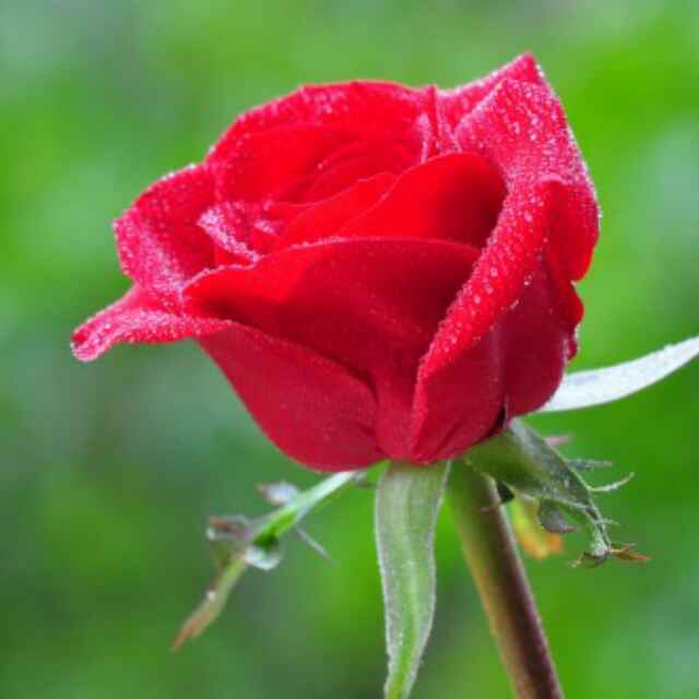 一朵红玫瑰花图片头像图片