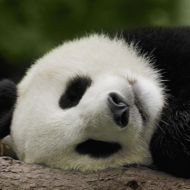 恍恍观界头像