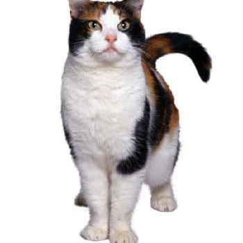 惹人厌的小猫头像