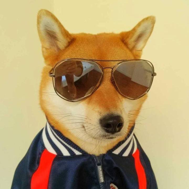 狗哥看点头像
