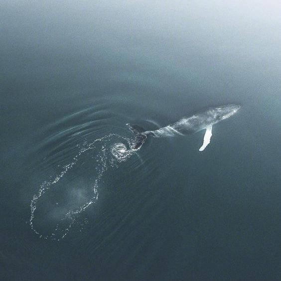 52赫兹的鲸头像图片