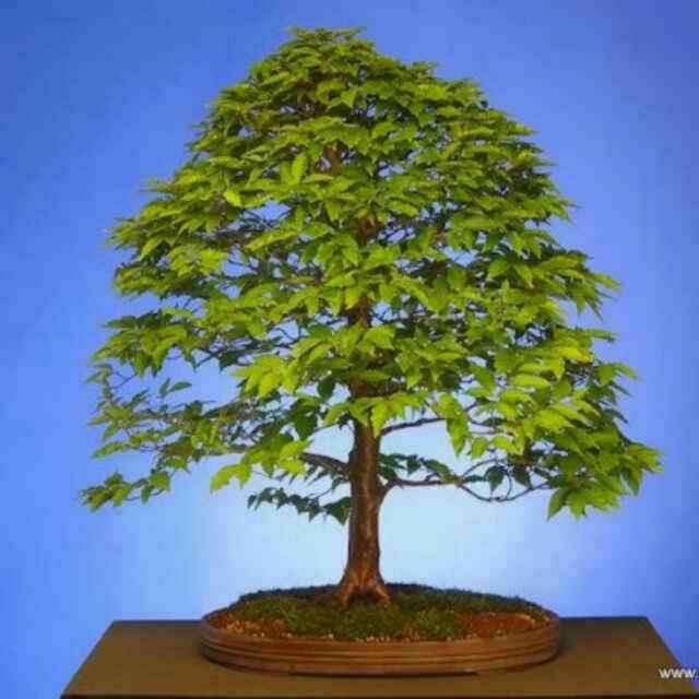 梧桐树73947头像