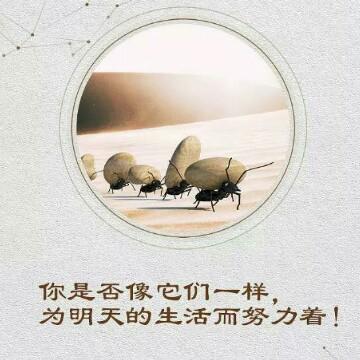 杨朋彬头像