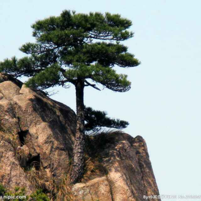 胸有成竹笑纳百川头像