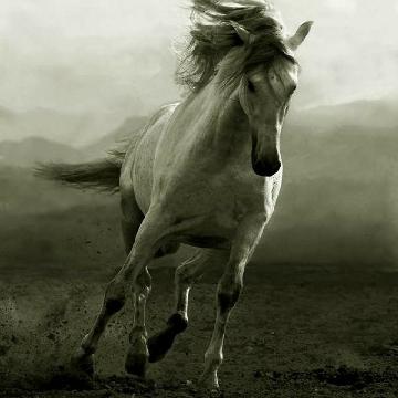 老马识途74347739头像