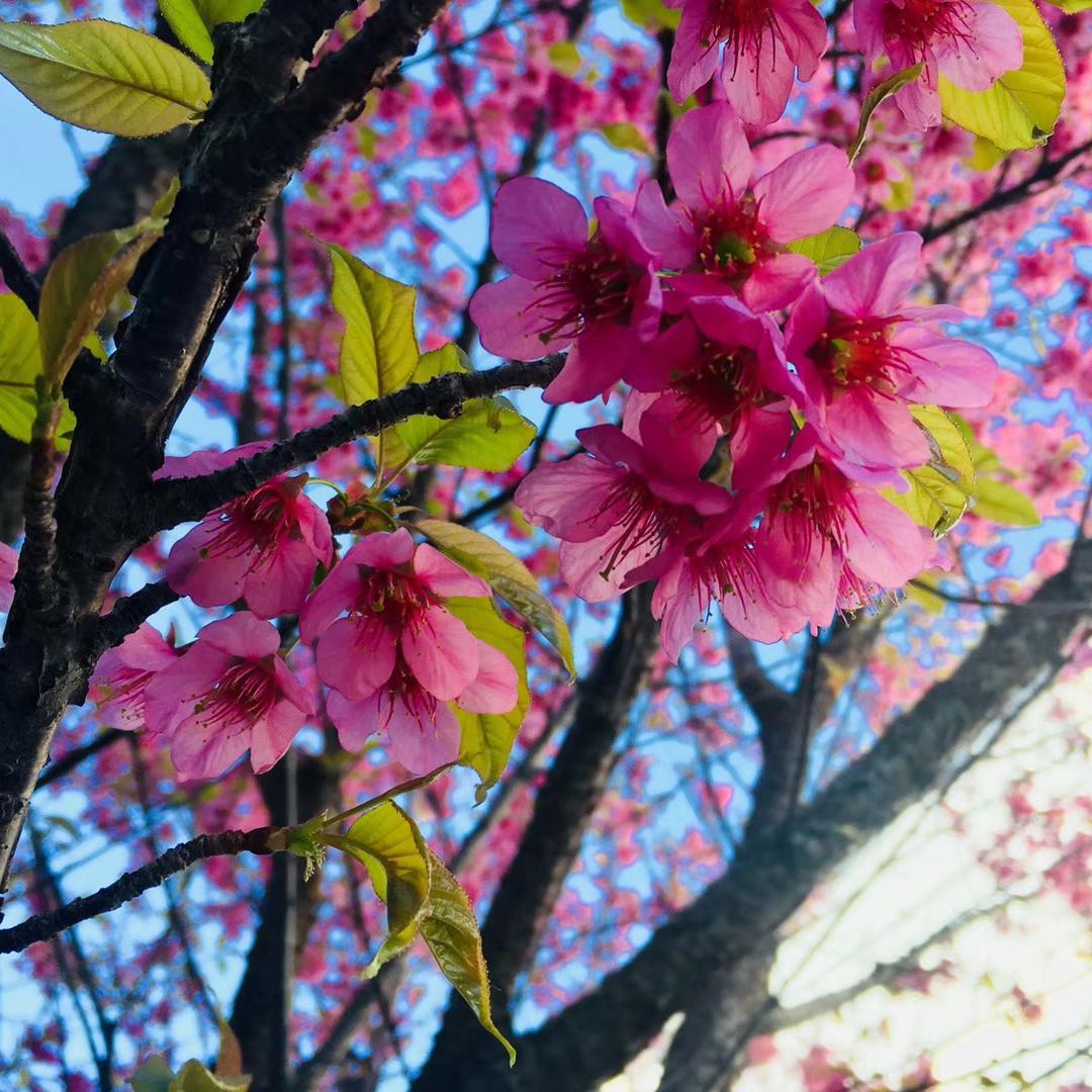 陶花岛头像