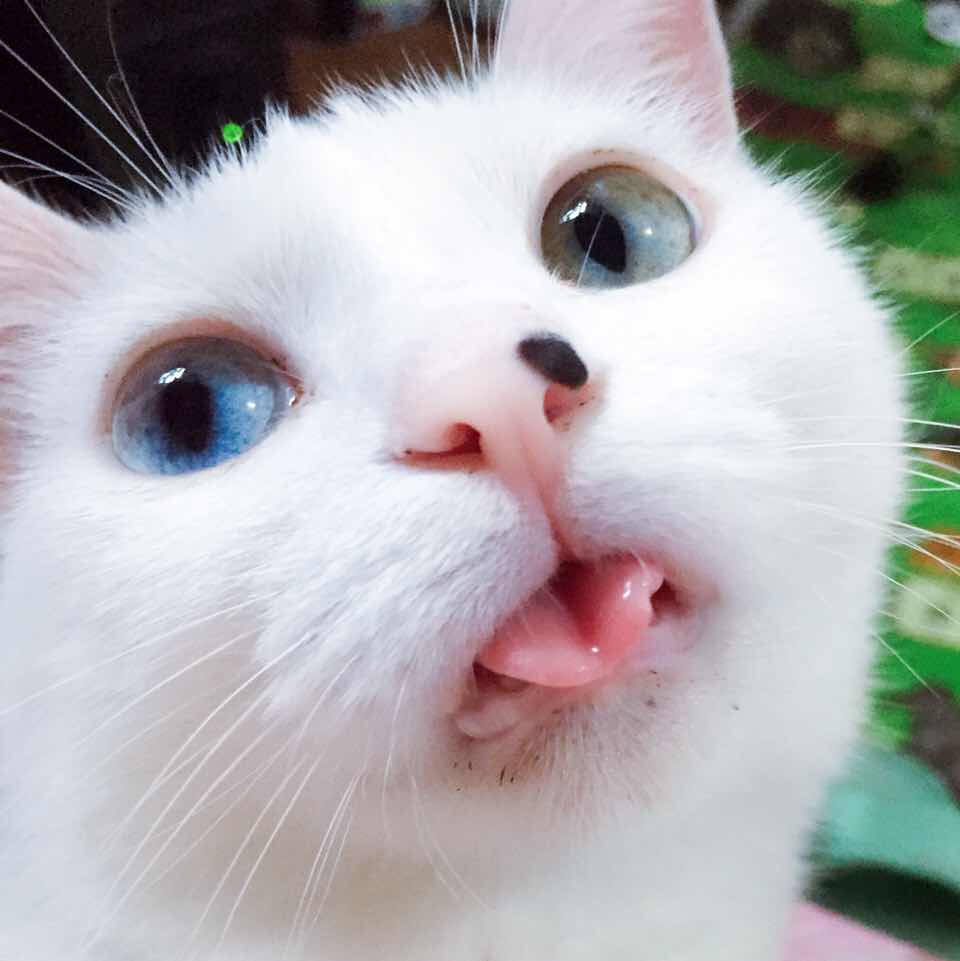 许哥头像