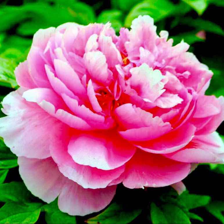 花开艳丽头像