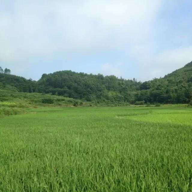 寨头小郭头像