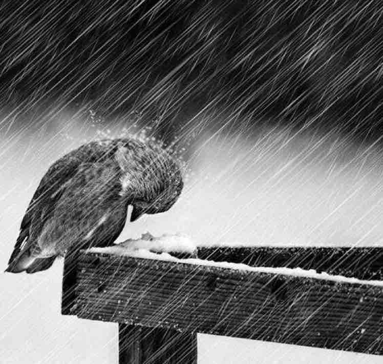 风雨头像图片大全图片