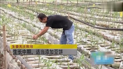 大田无土栽培生姜 西瓜视频