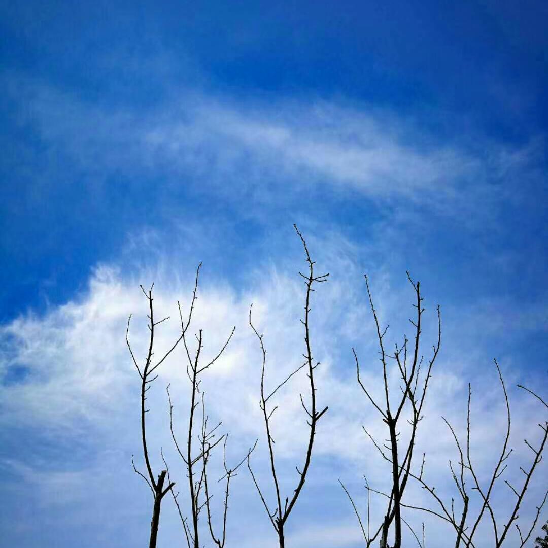 风景这边独好头像