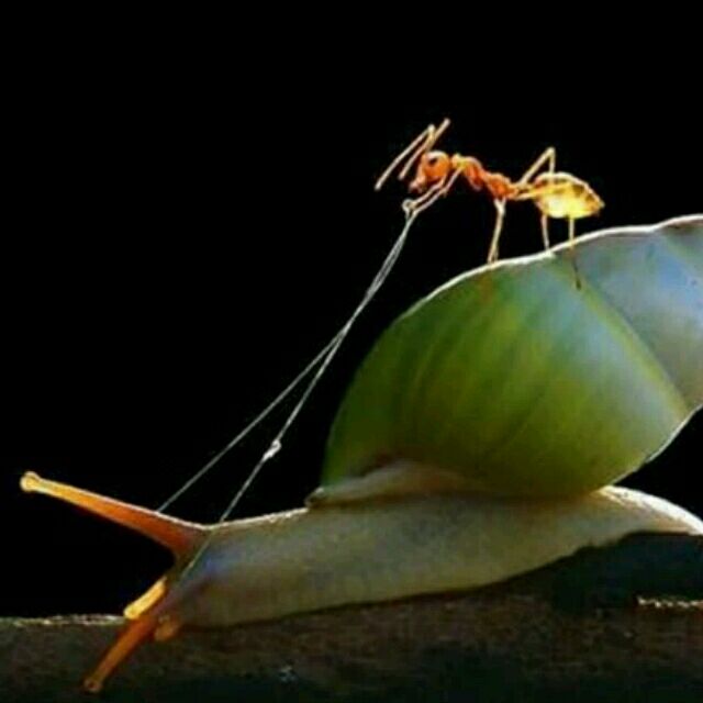 骑着蜗牛来寻马头像