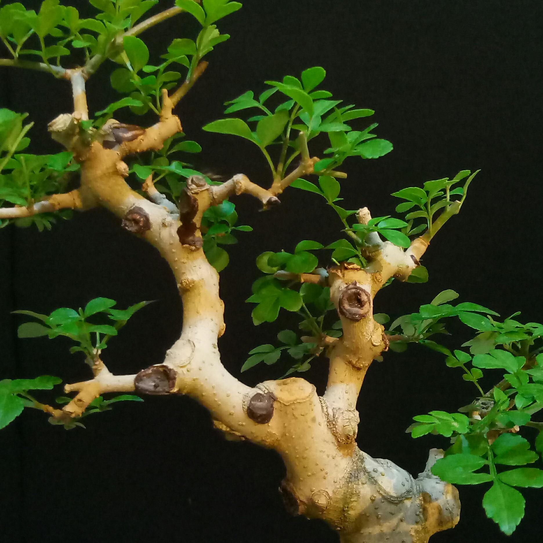 大众盆景园艺头像