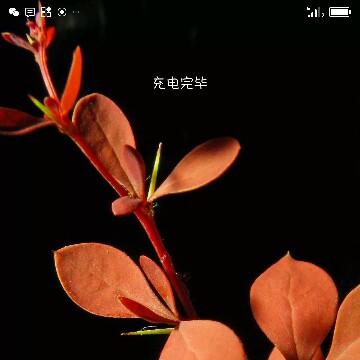 byg影视大放送头像