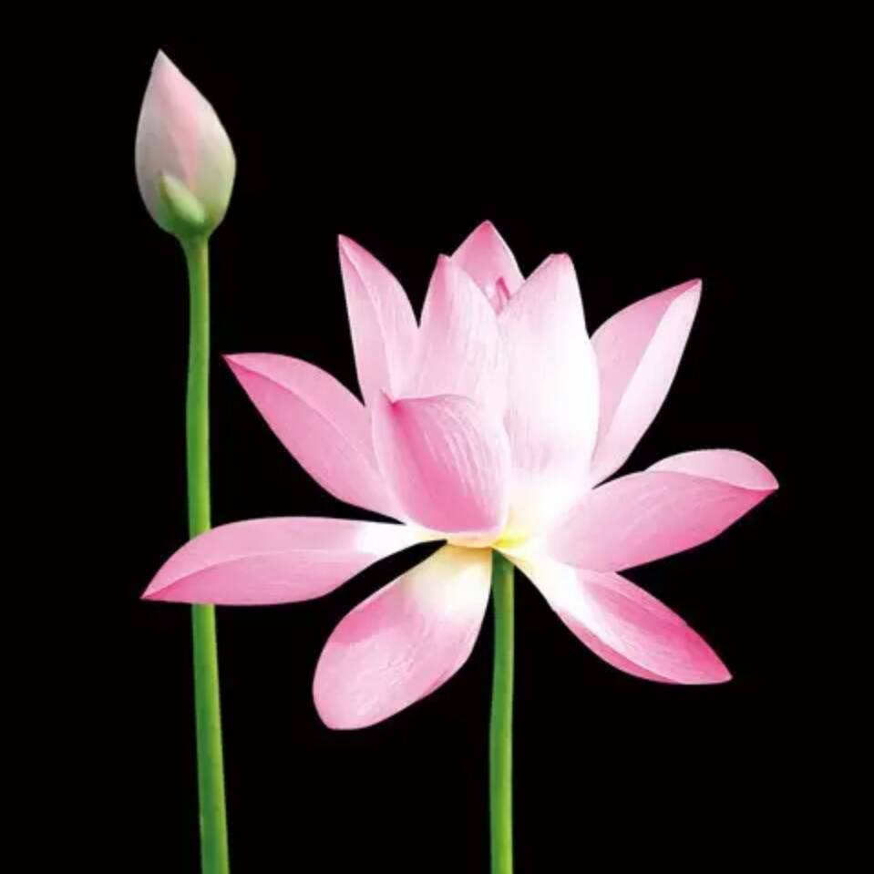 云水禅心9302头像