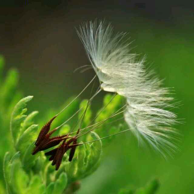 蒲公英4026563402290头像