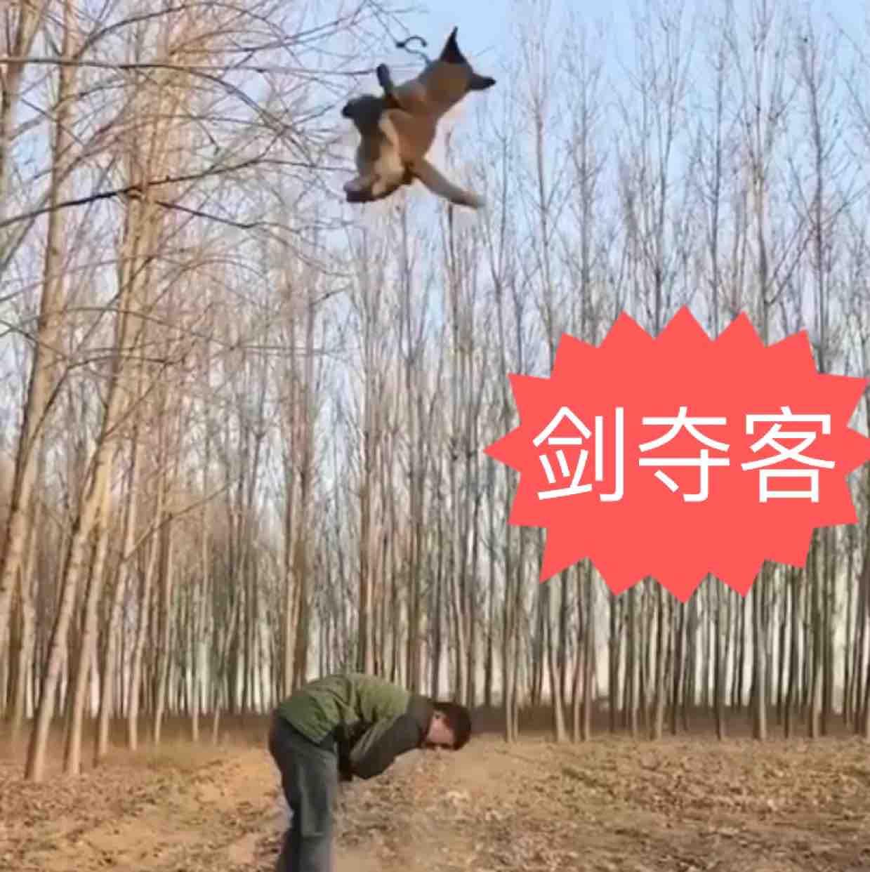 训犬人生沈冬头像